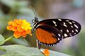 Heliconius Hecale Tiger Longwing vlinder vlinders butterfly butterflies papillon papillons